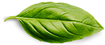 Αρχική Basil Leaf